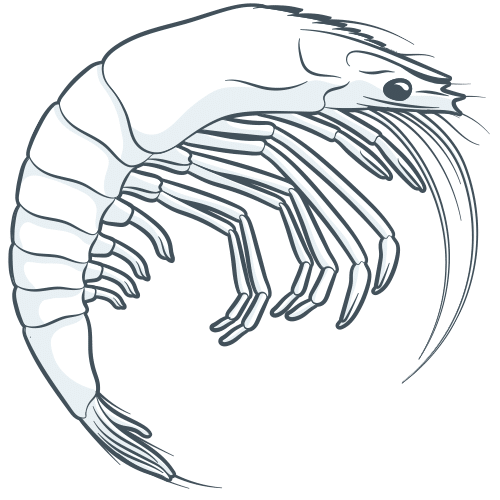 Prochaete – shrimp